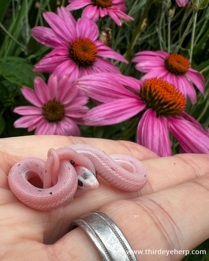 Nebraska White Plains Garter Snake